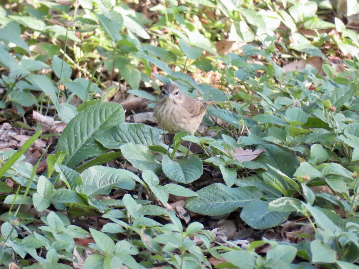 Palm Warbler - ML644102487