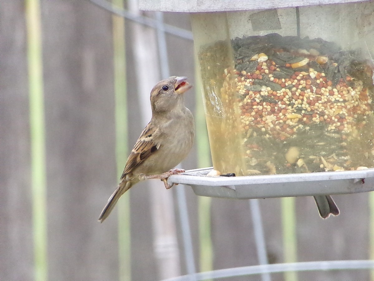 House Sparrow - ML644102501