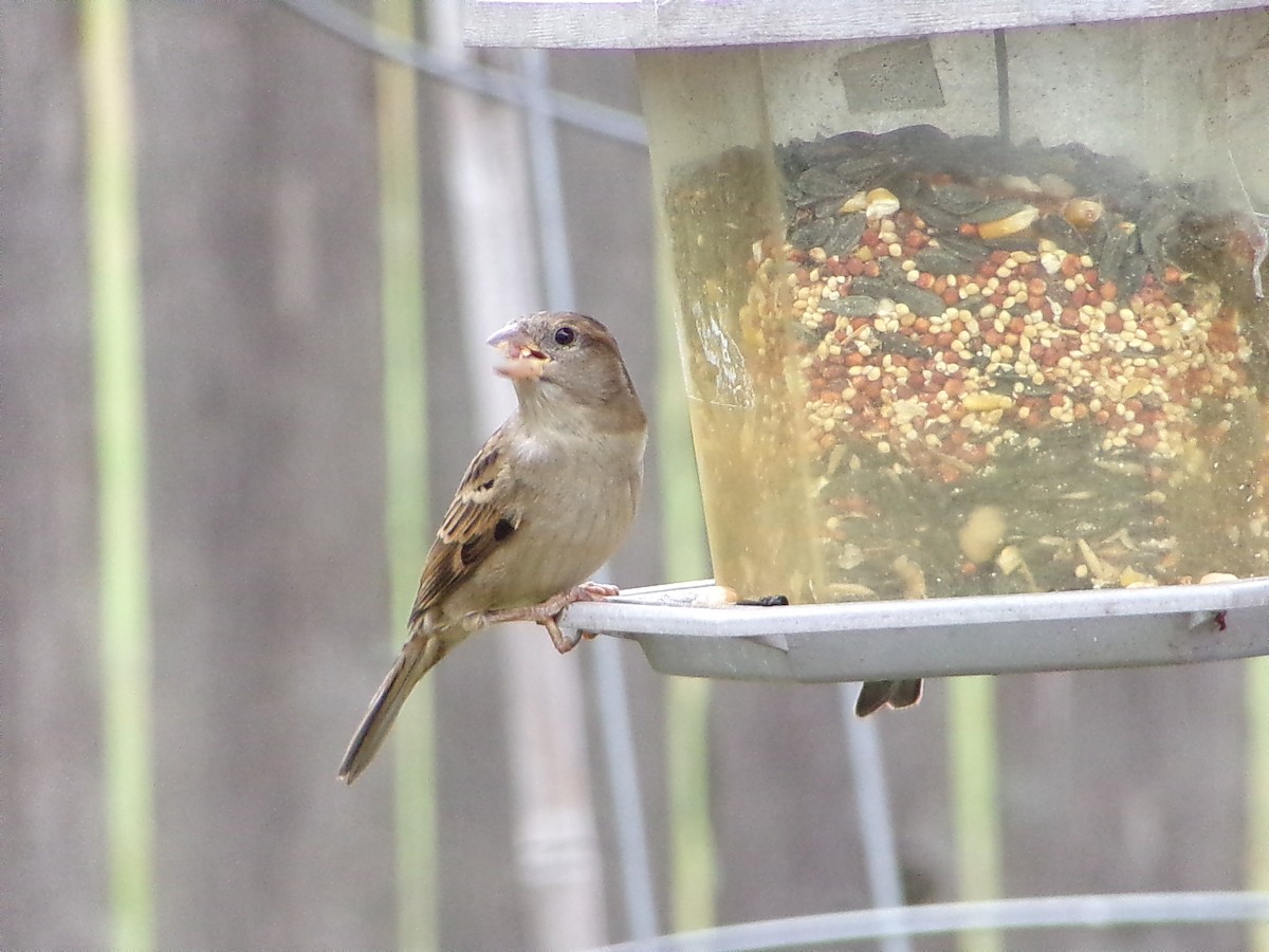 House Sparrow - ML644102502