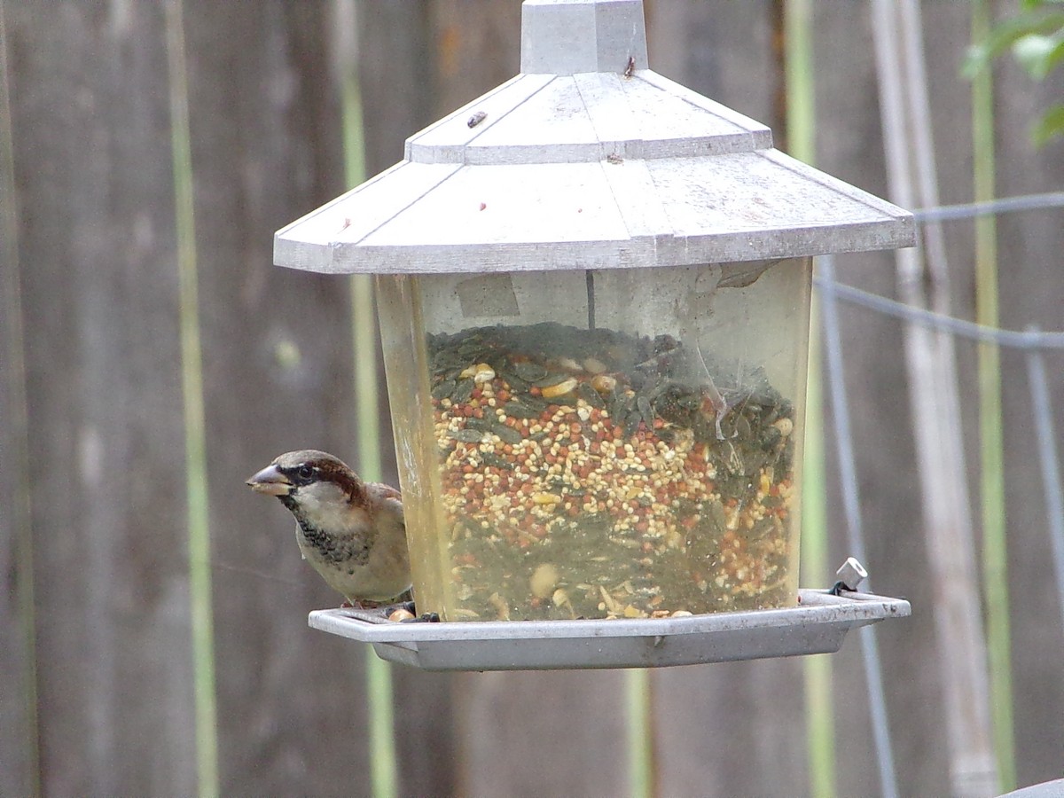 House Sparrow - ML644102503