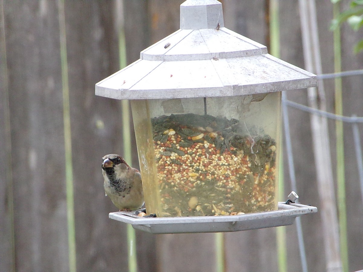 House Sparrow - ML644102504