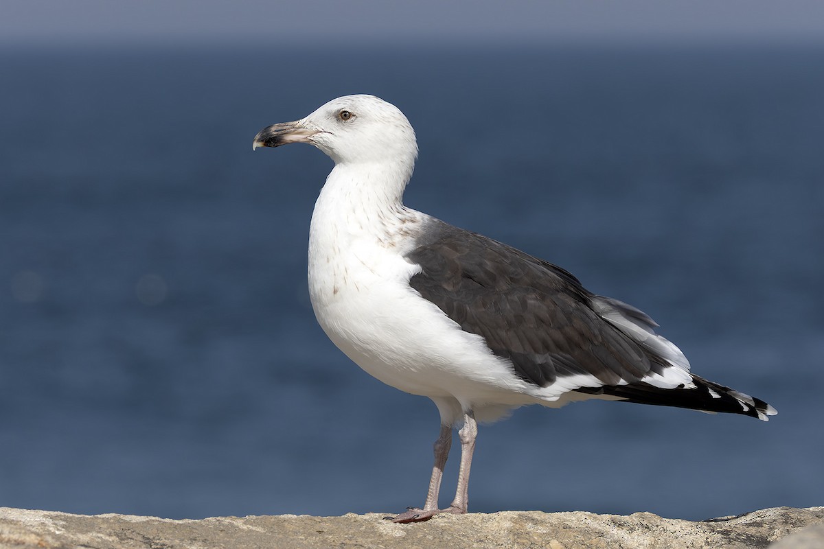 Great Black-backed Gull - ML644102505