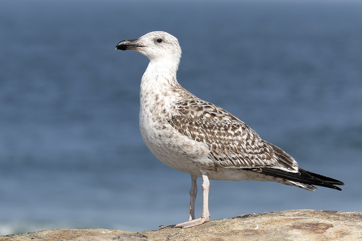 Great Black-backed Gull - ML644102506