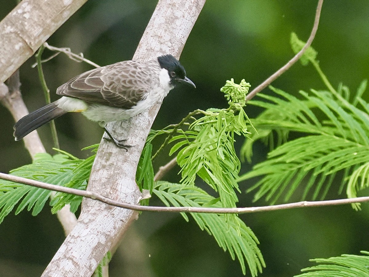 Sooty-headed Bulbul - ML644102509