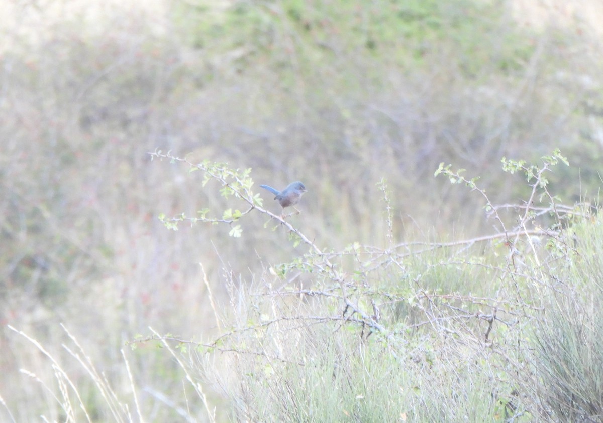 Magnanina comune - ML644102511