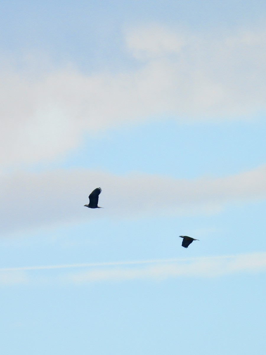 Bald Eagle - ML644102517