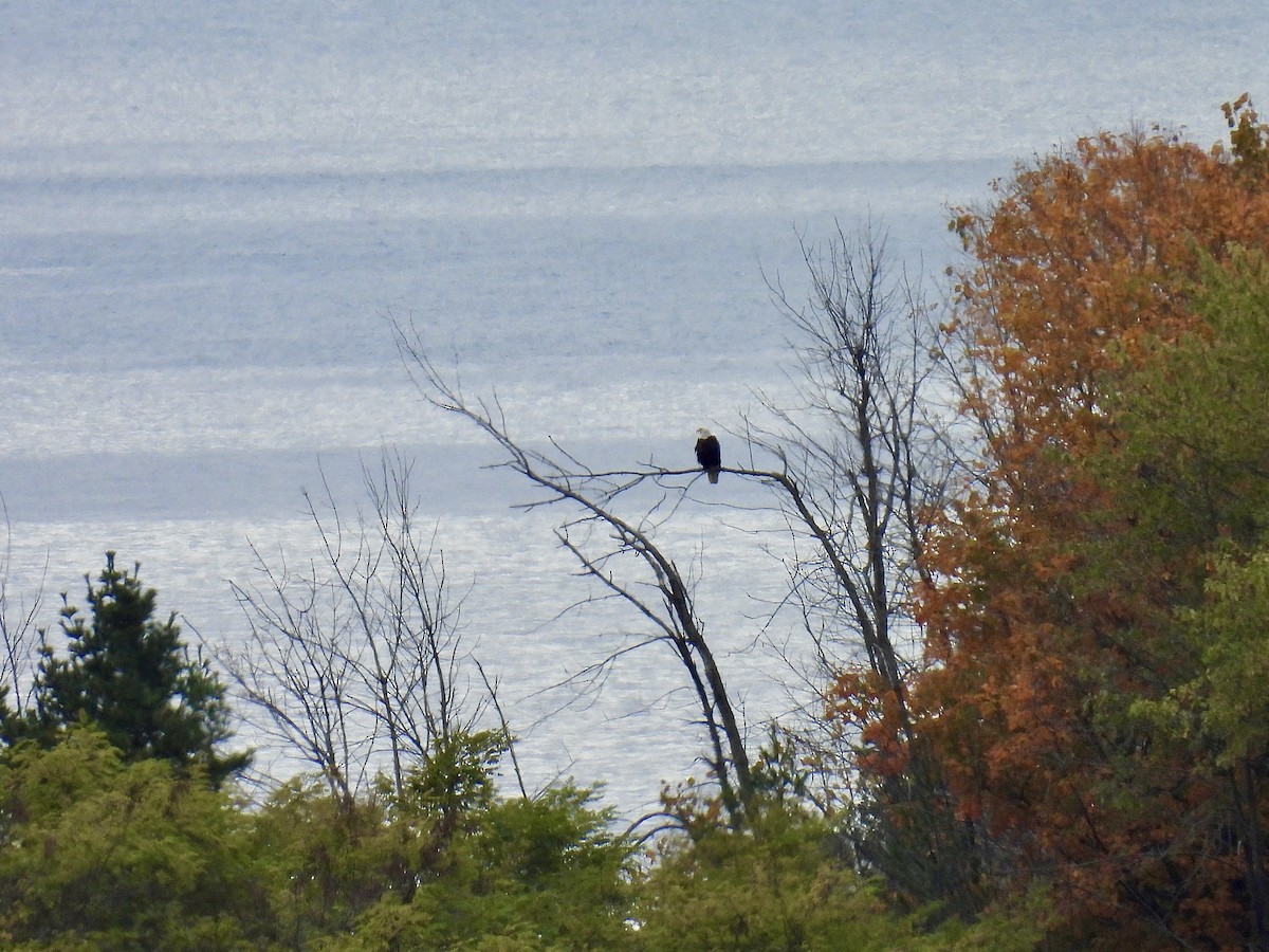 Bald Eagle - ML644102518