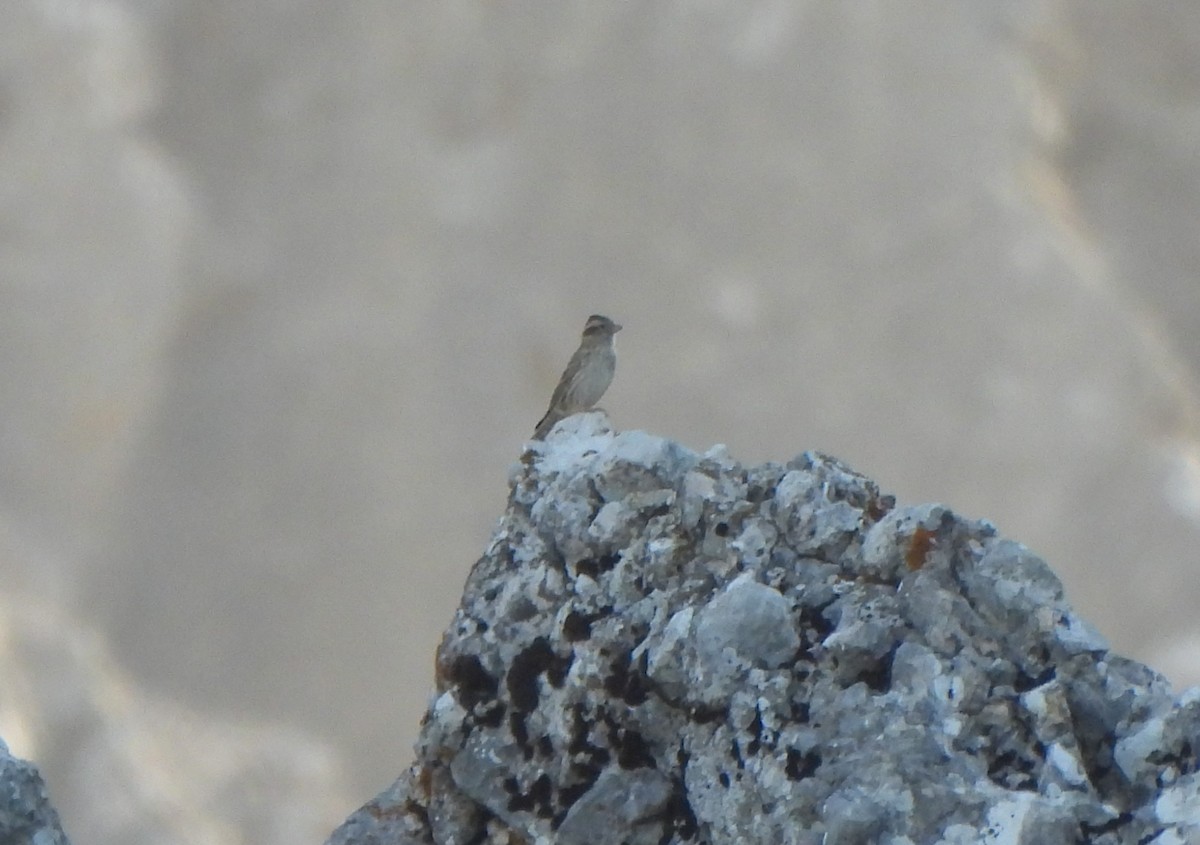 Rock Sparrow - ML644102527