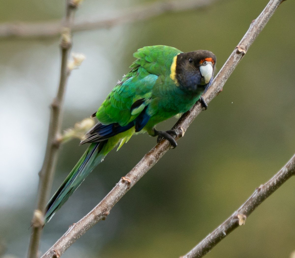 svarthodeparakitt - ML644102528