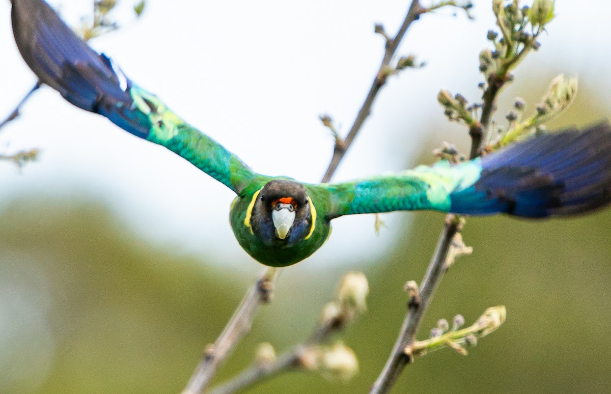 svarthodeparakitt - ML644102529