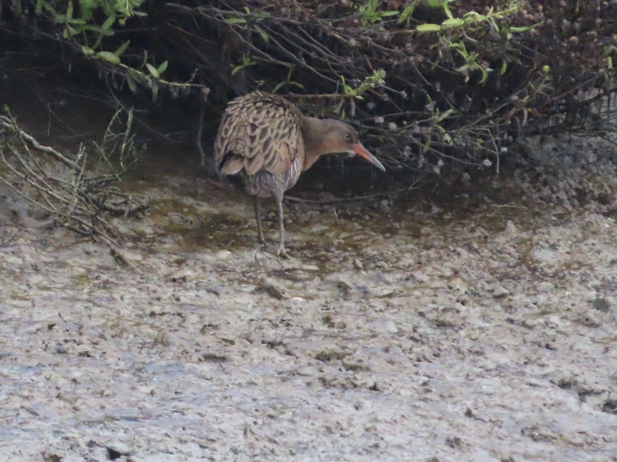 Ridgway's Rail - ML644102539