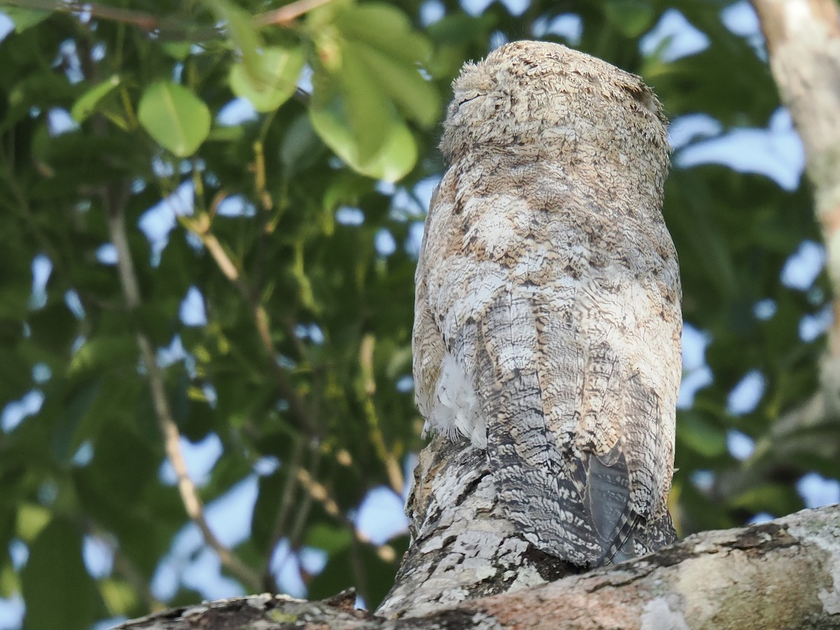 Great Potoo - ML644102541