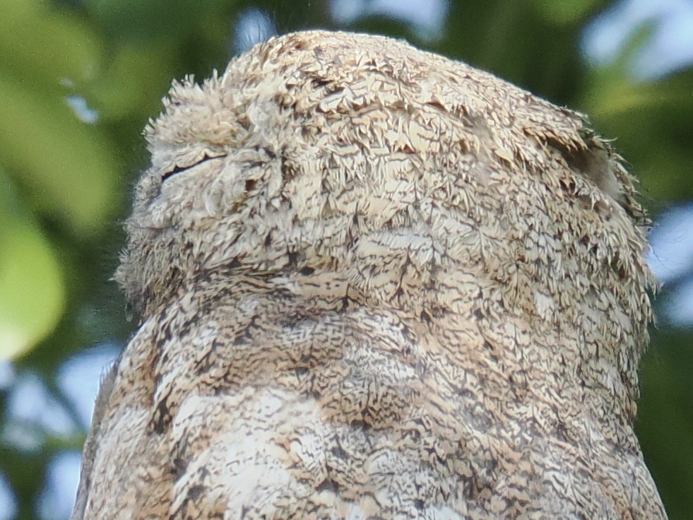 Great Potoo - ML644102543