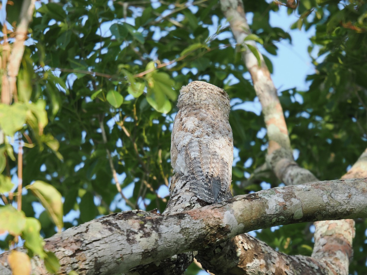 Great Potoo - ML644102546