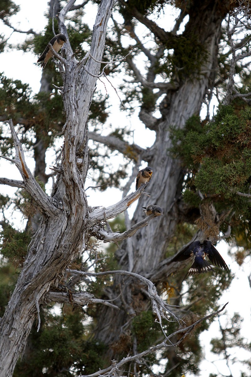 סנונית רפתות - ML644102563
