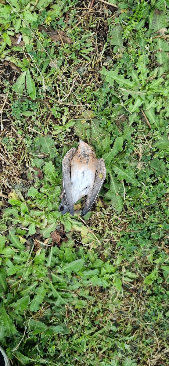 キツネツバメ - ML644102578