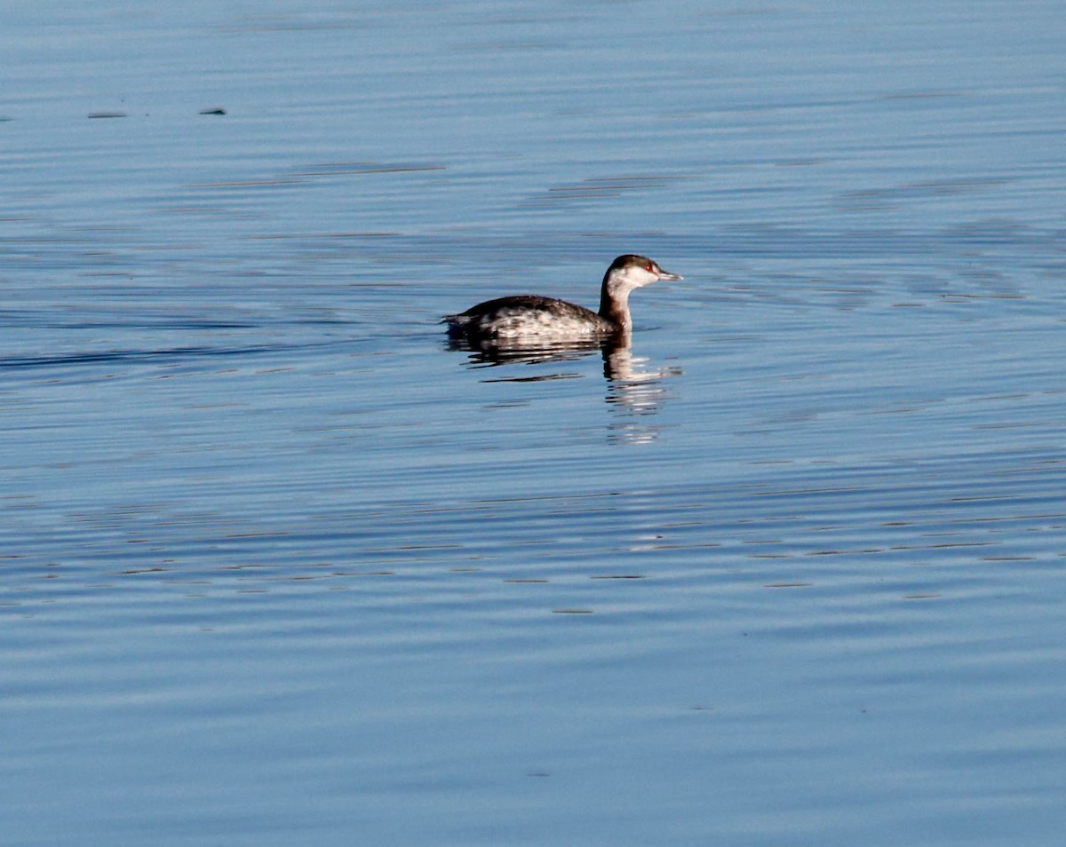 ミミカイツブリ - ML644102609