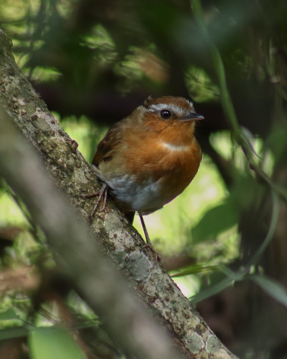 Rufous Gnateater - ML644102631