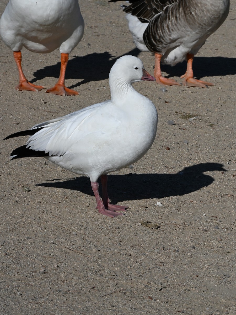 Oie des neiges - ML644102663