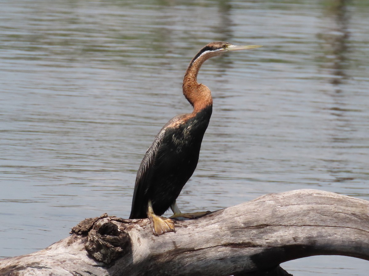 anhinga africká - ML644102690