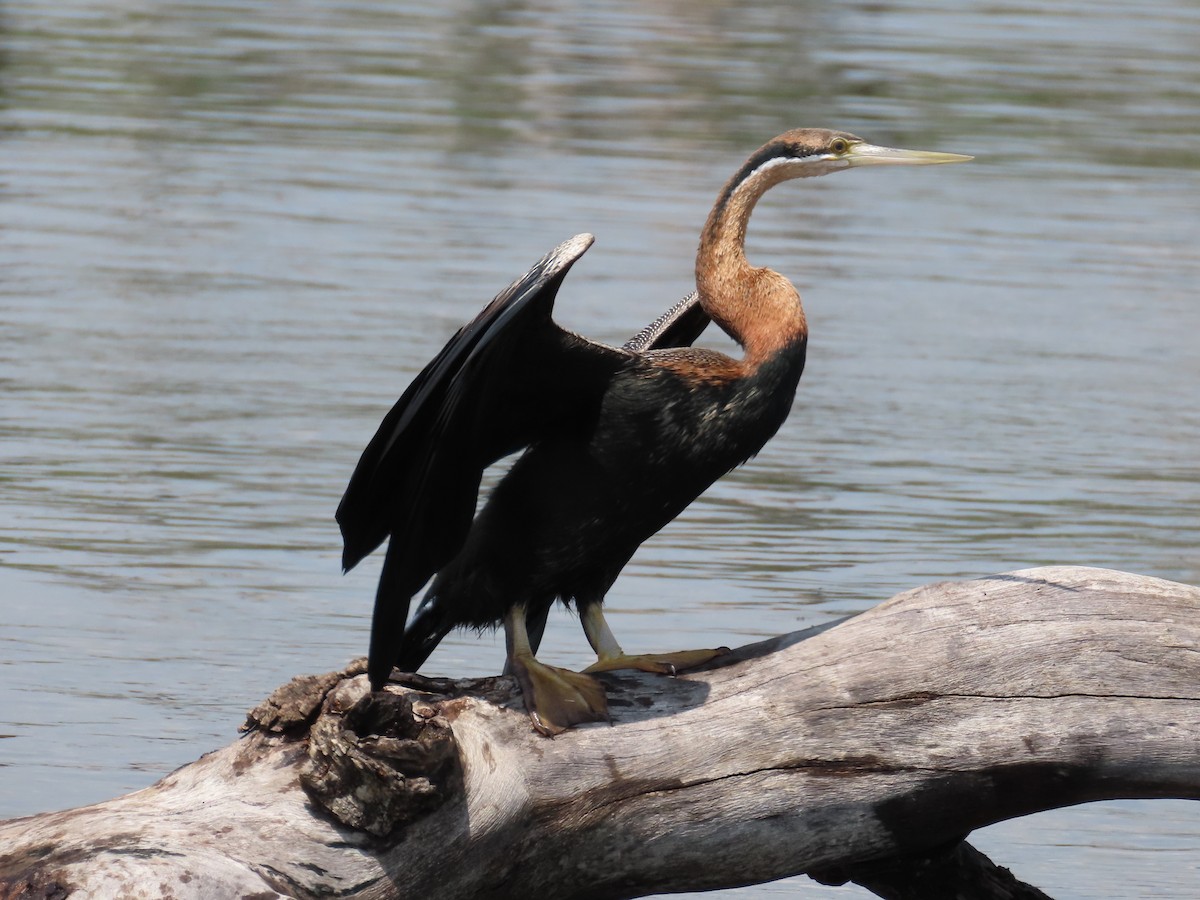 anhinga africká - ML644102693