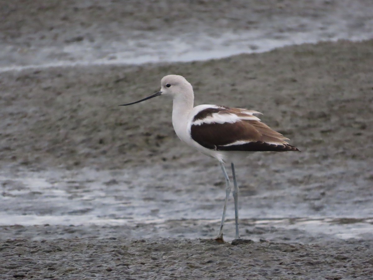 American Avocet - ML644102694