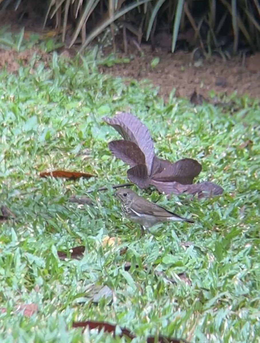 Gray-cheeked Thrush - ML644102695