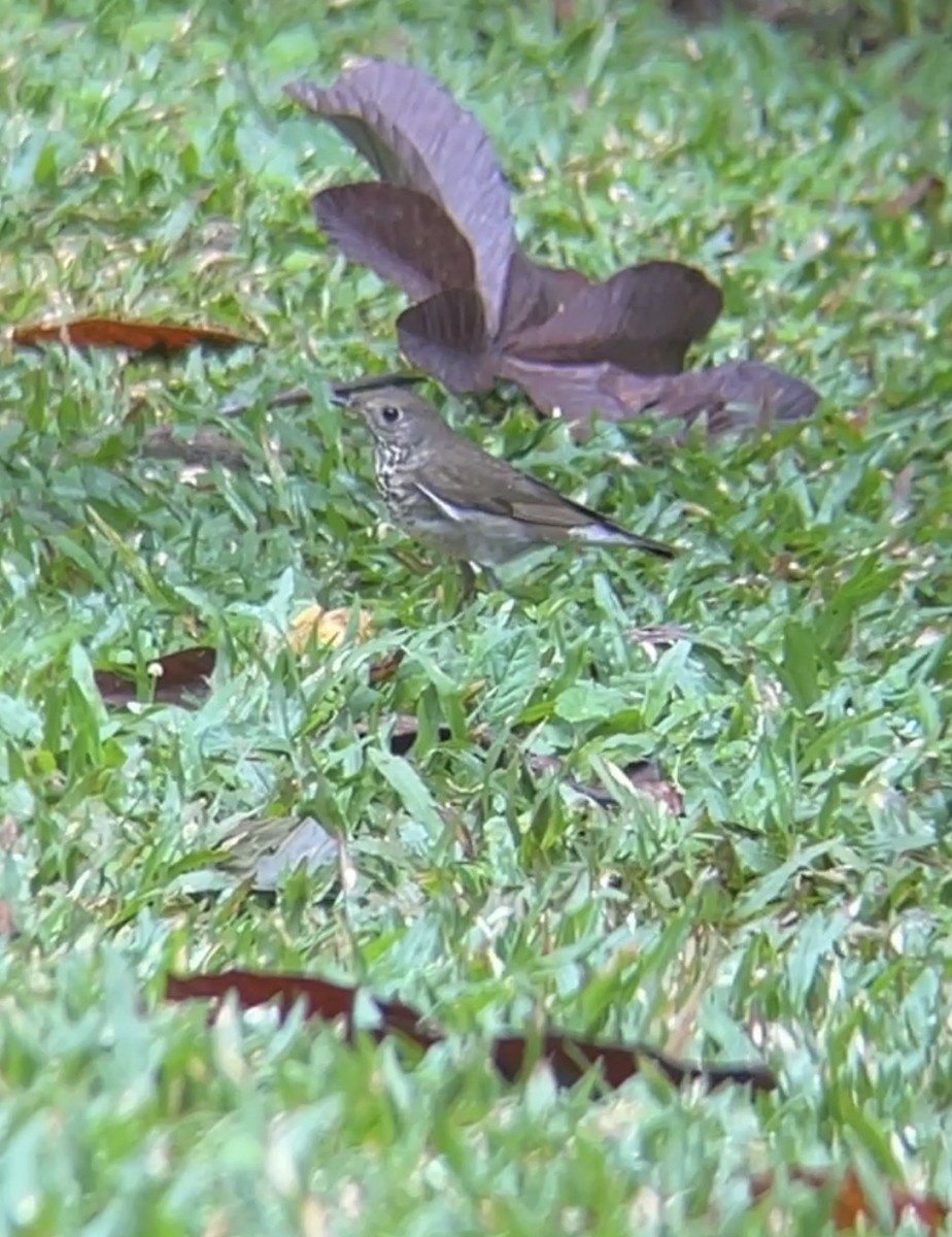 Gray-cheeked Thrush - ML644102696