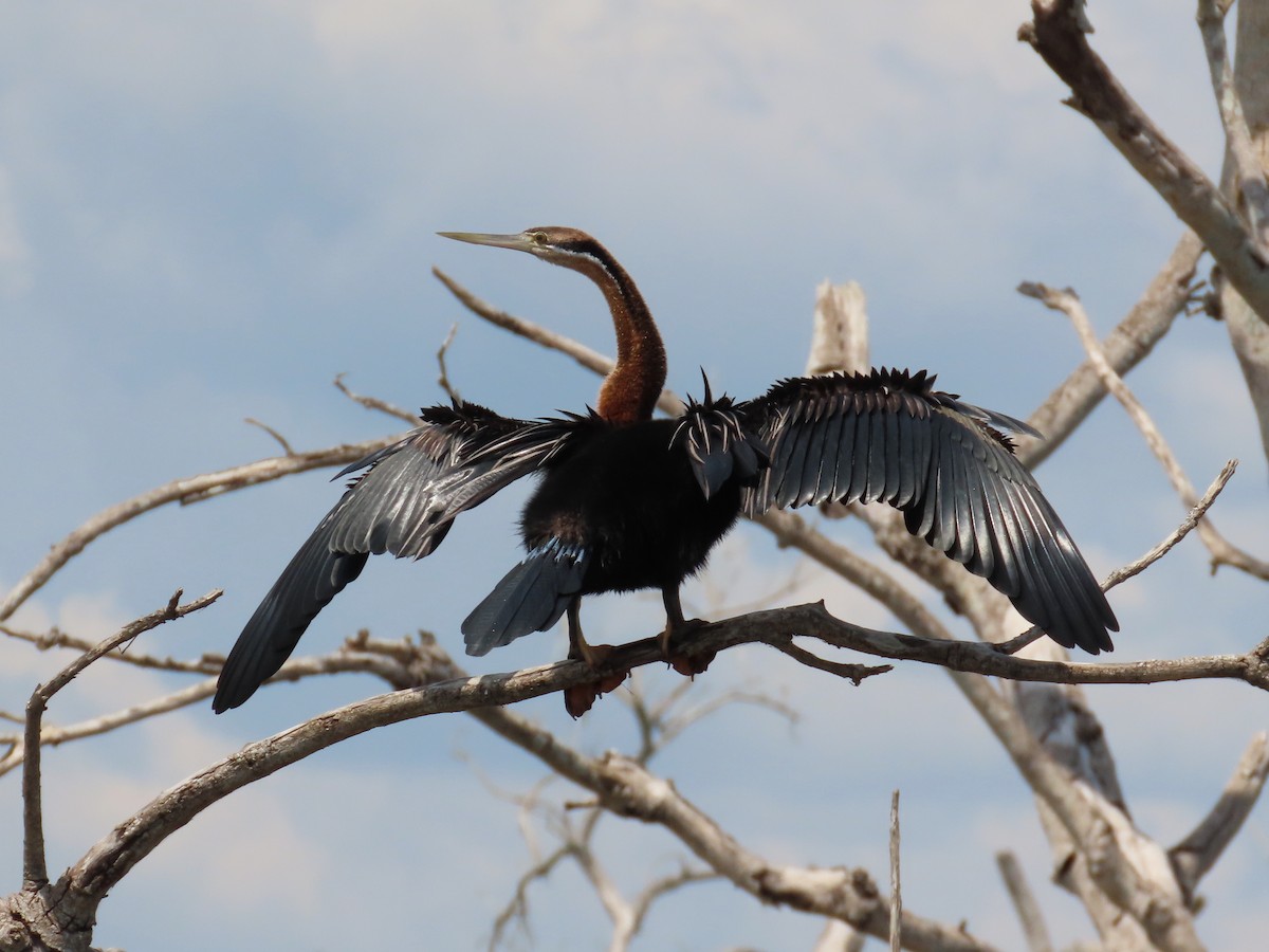 anhinga africká - ML644102699