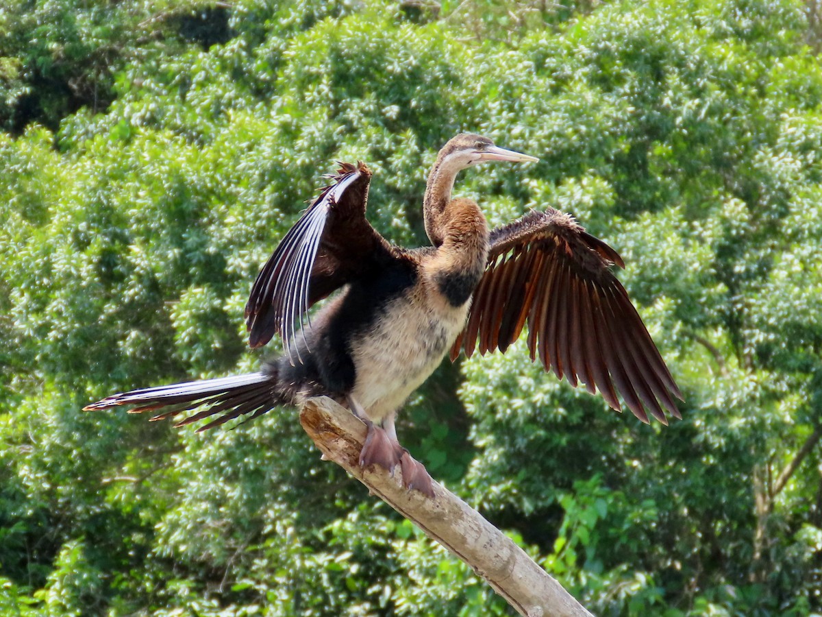 anhinga africká - ML644102708