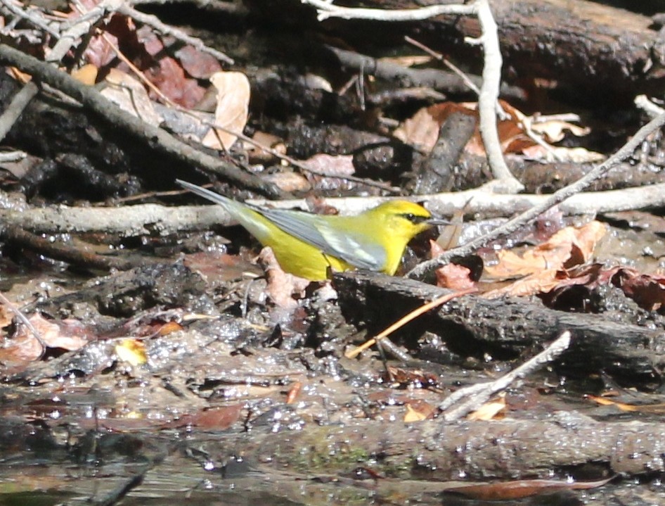 Blue-winged Warbler - ML644102711