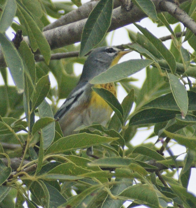Northern Parula - ML644102735