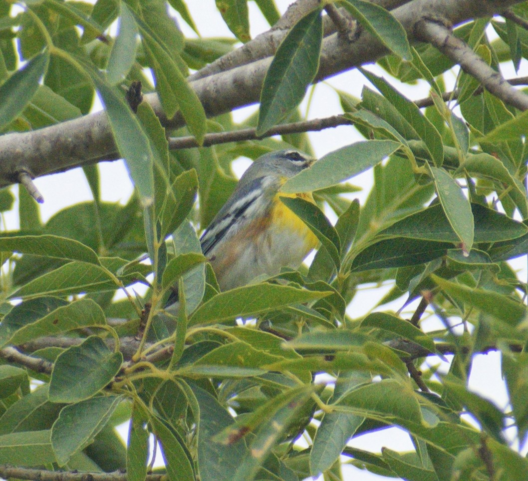 Northern Parula - ML644102747