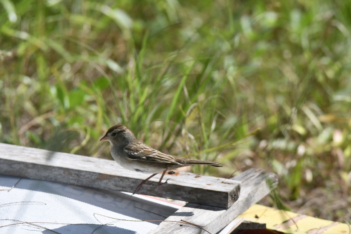 White-crowned Sparrow - ML644102756