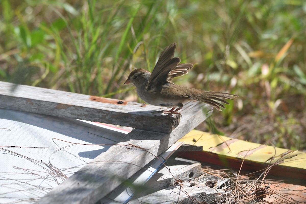 White-crowned Sparrow - ML644102757