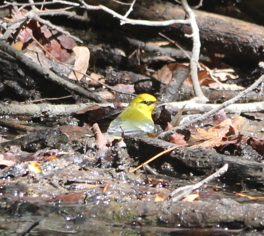 Blue-winged Warbler - ML644102758
