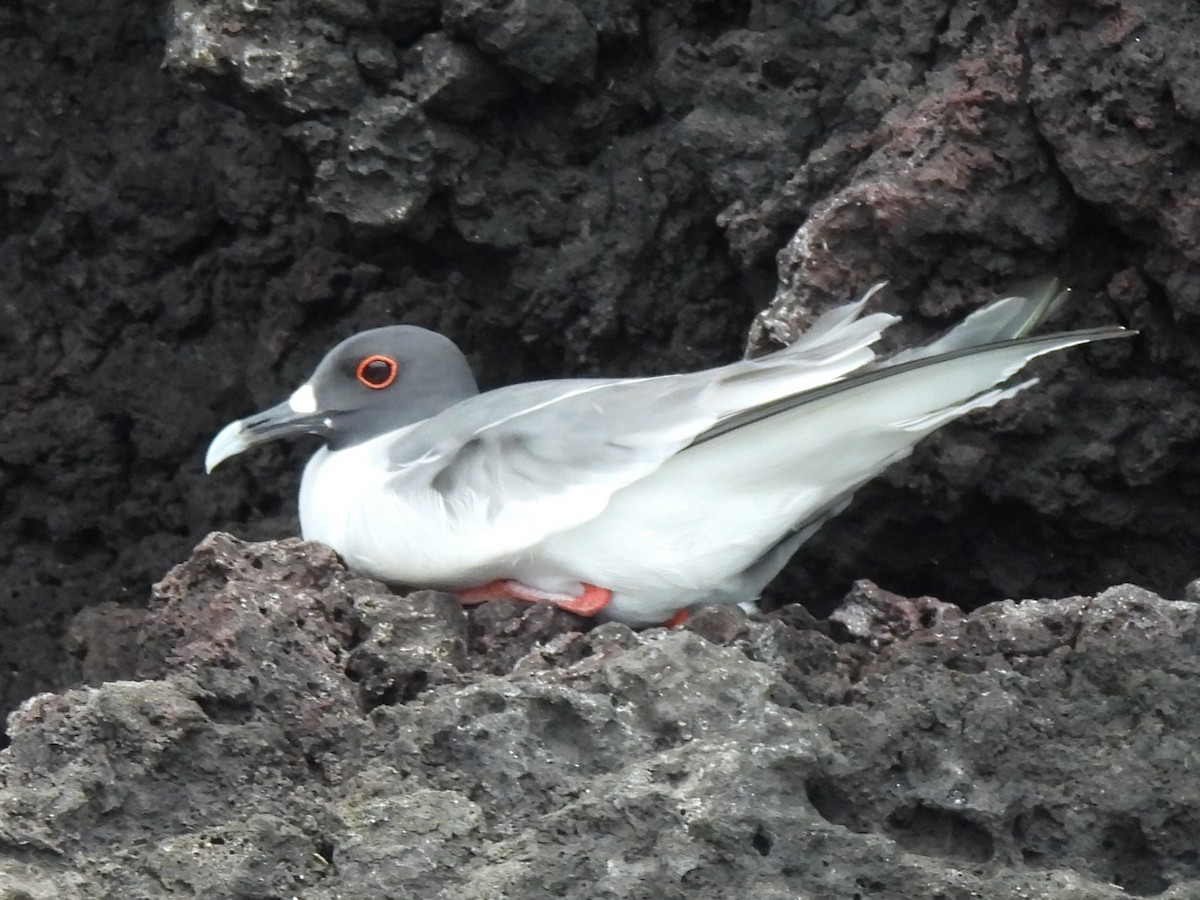 Gaviota Tijereta - ML644102761