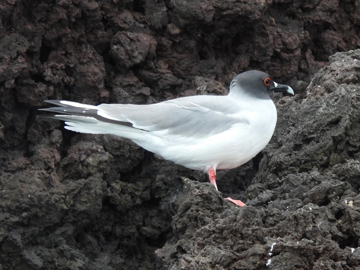Gaviota Tijereta - ML644102762