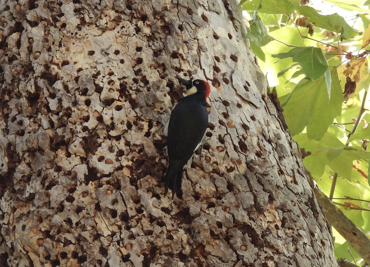 Acorn Woodpecker - ML644102768