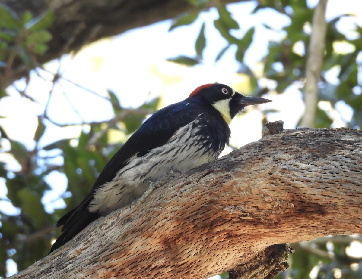 Acorn Woodpecker - ML644102770