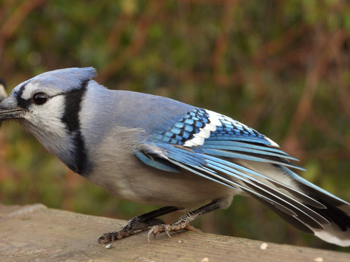 Blue Jay - ML644102776