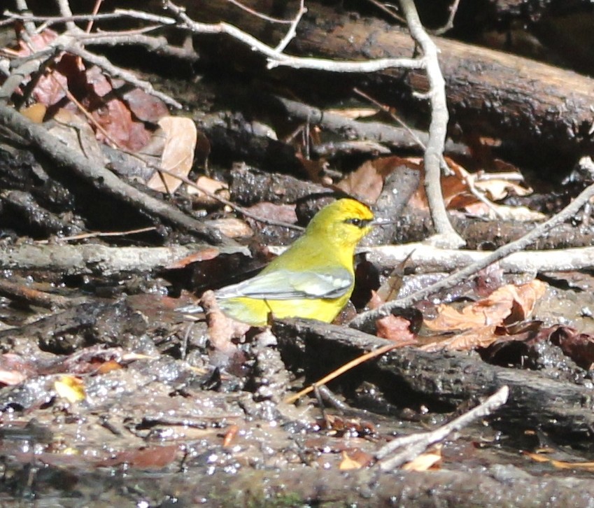 Blue-winged Warbler - ML644102777