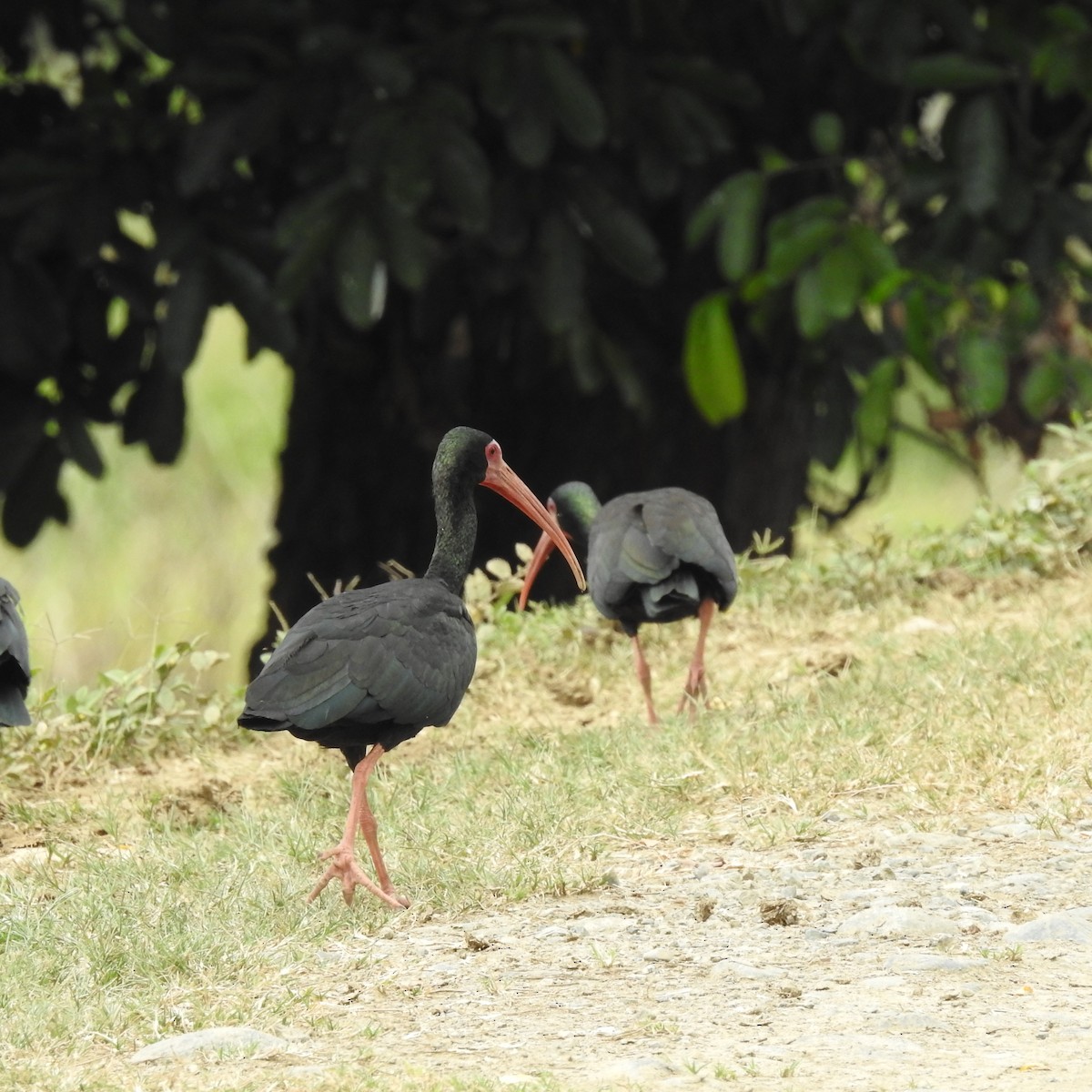 Bare-faced Ibis - ML644102785