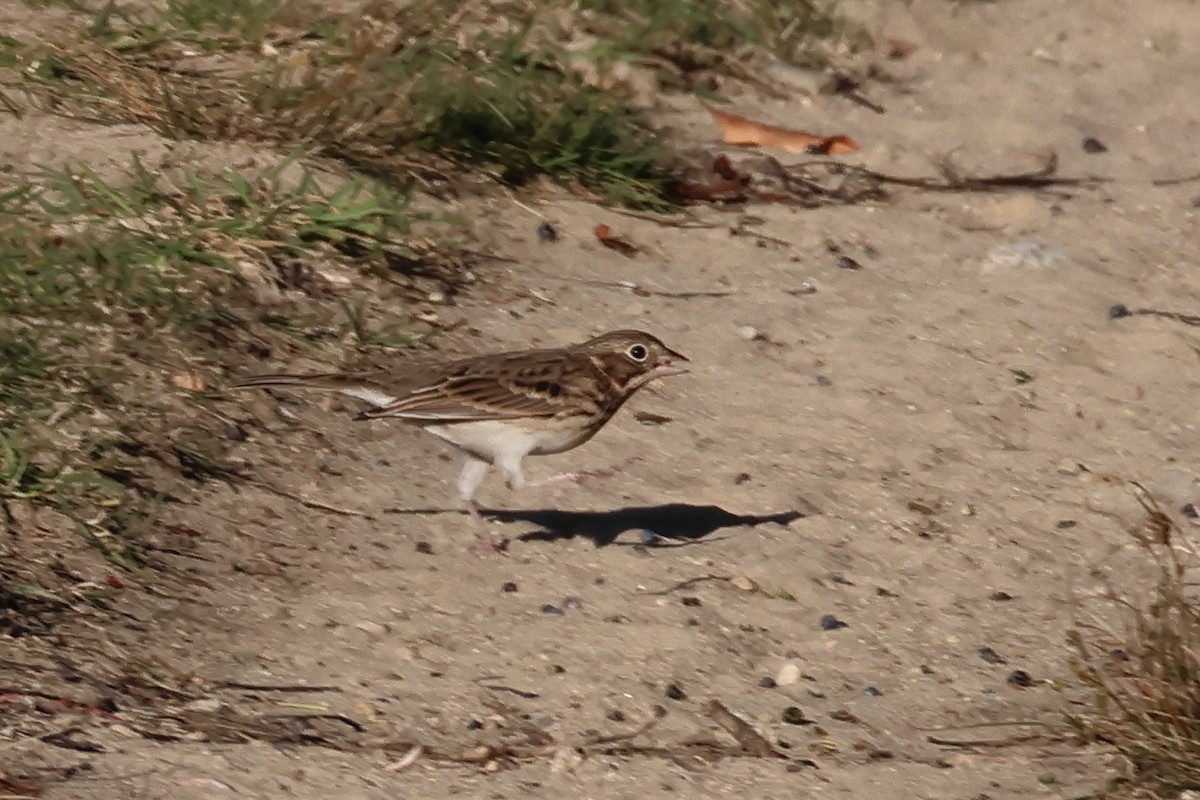Vesper Sparrow - ML644102801