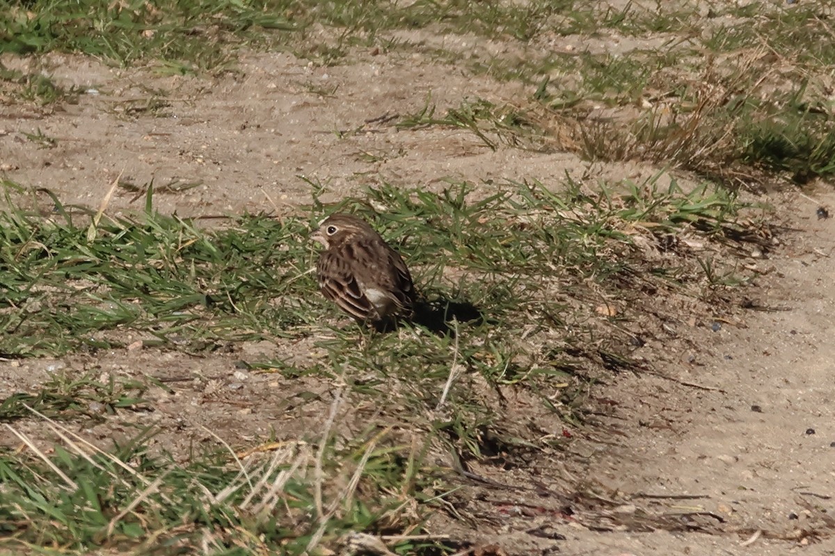 Vesper Sparrow - ML644102803