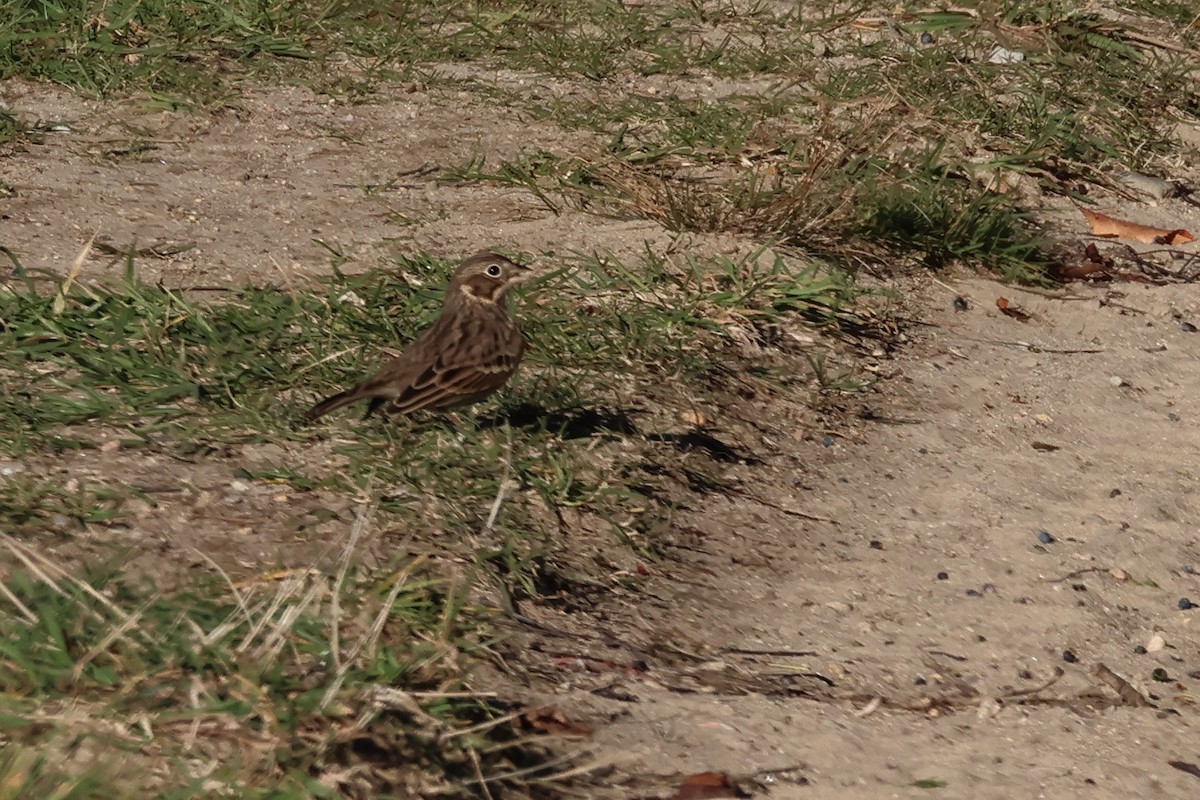 Vesper Sparrow - ML644102804