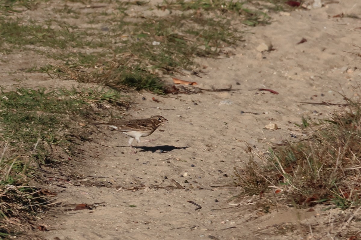Vesper Sparrow - ML644102805