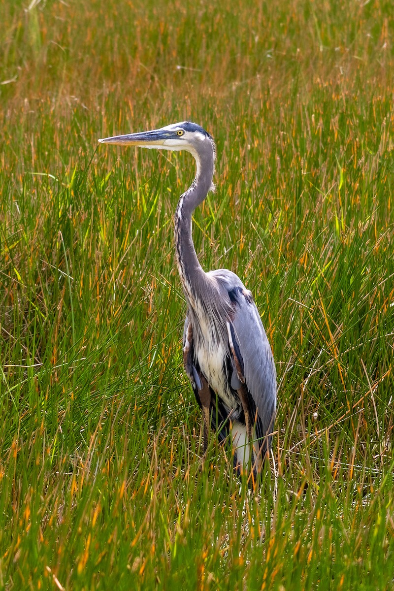 Great Blue Heron - ML644102823