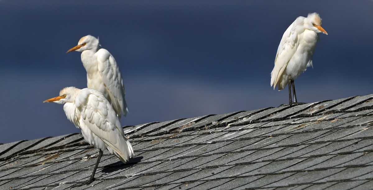 Western Cattle-Egret - ML644102825
