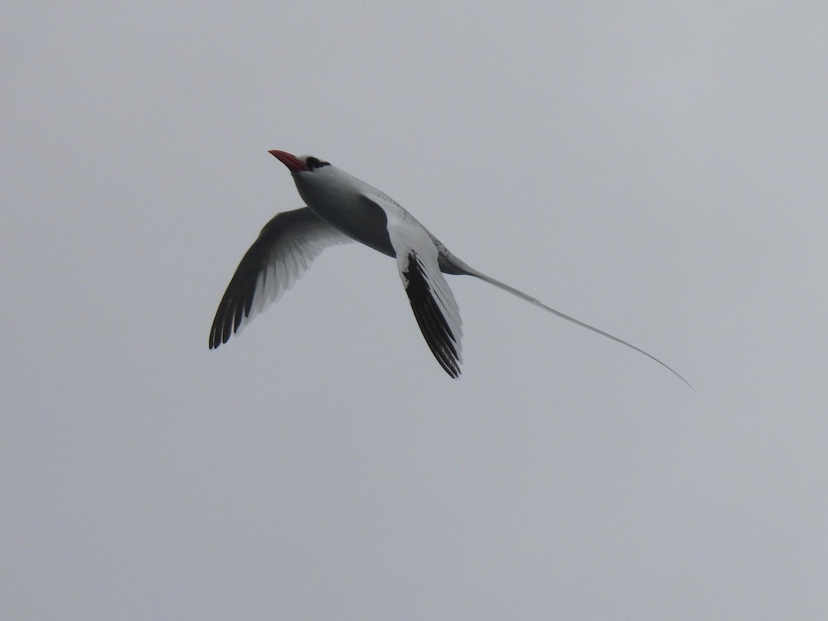 Kırmızı Gagalı Tropikkuşu - ML644102828